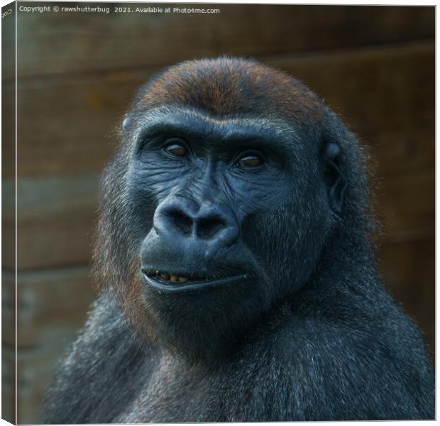 Cheeky Gorilla Grin Canvas Print by rawshutterbug 