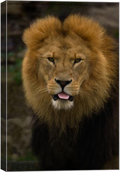 Majestic Lion Sticking Out His Tongue Canvas Print by rawshutterbug 