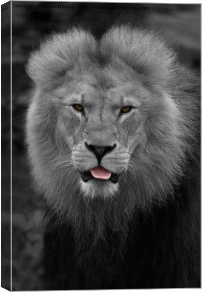 Majestic Lion Sticking Out His Tongue  Canvas Print by rawshutterbug 