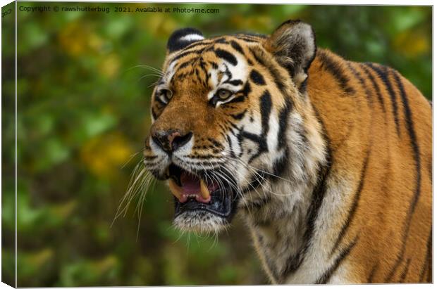 Tiger Showing His Teeth Canvas Print by rawshutterbug 