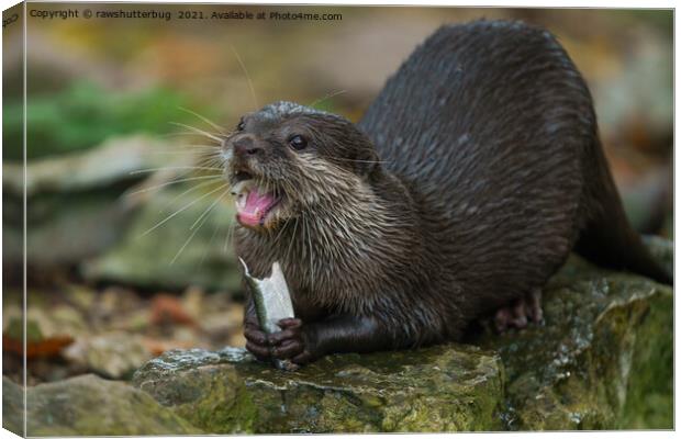 Otter Has Got His Fish Canvas Print by rawshutterbug 