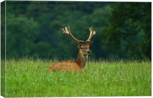 Barasingha deer Canvas Print by rawshutterbug 