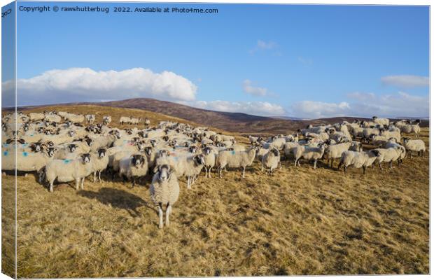 Majestic Scottish Blackface Sheep Herd Grazing in  Canvas Print by rawshutterbug 
