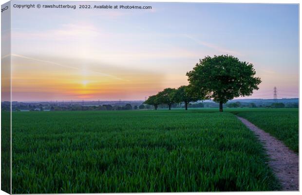 Four Trees In A Row At Sunrise Canvas Print by rawshutterbug 