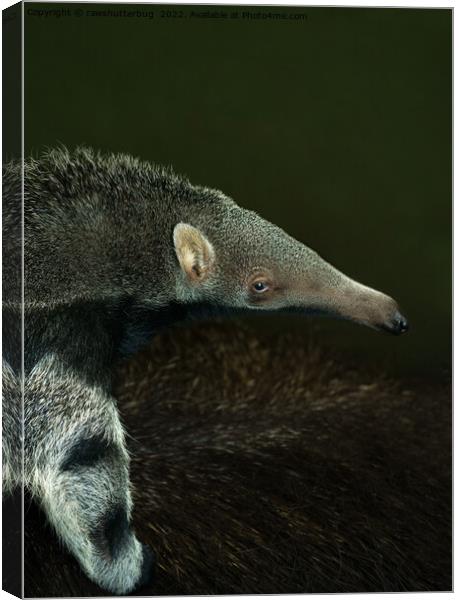 Giant Anteater Baby Canvas Print by rawshutterbug 