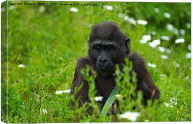 Gorilla Baby Hiding In The Grass Canvas Print by rawshutterbug 