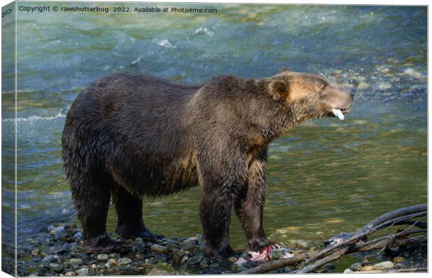 Wild Bear Got His Salmon At Toba Inlet Canvas Print by rawshutterbug 