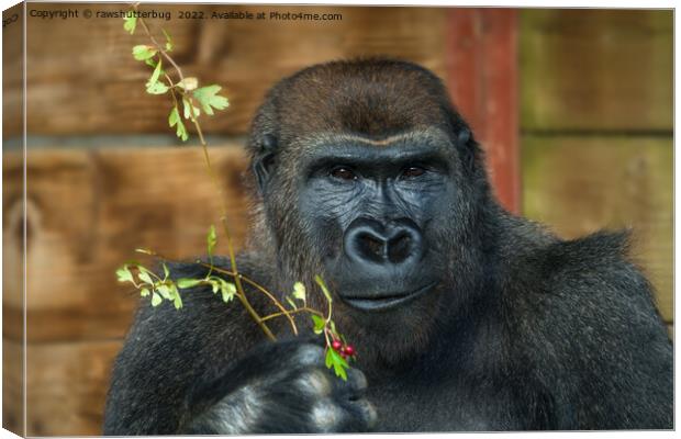 Gorilla And His Berries Canvas Print by rawshutterbug 