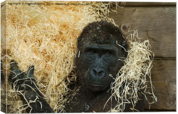 Gorilla And His Wood Wool Canvas Print by rawshutterbug 