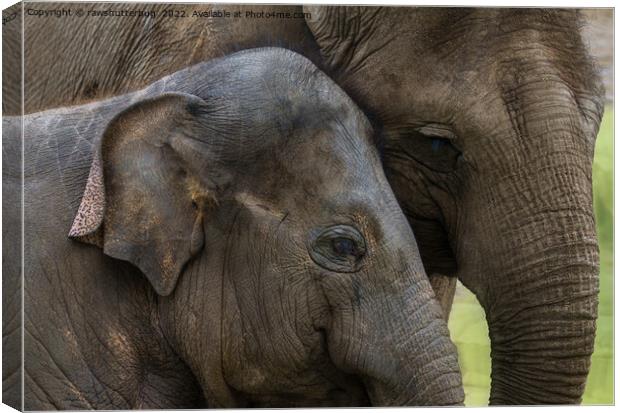 A Mother's Devotion Canvas Print by rawshutterbug 