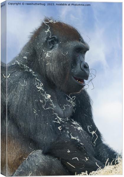 Gorilla Getting Messy Canvas Print by rawshutterbug 