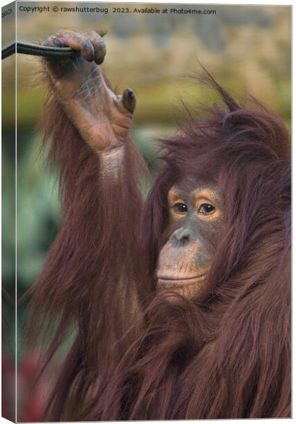 Orangutan Kayan Canvas Print by rawshutterbug 