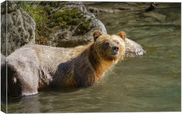 Wild Grizzly Bear At The Orford River Canvas Print by rawshutterbug 