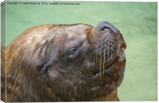 South American sea lion bull Canvas Print by rawshutterbug 