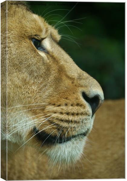 Lioness Portrait Canvas Print by rawshutterbug 