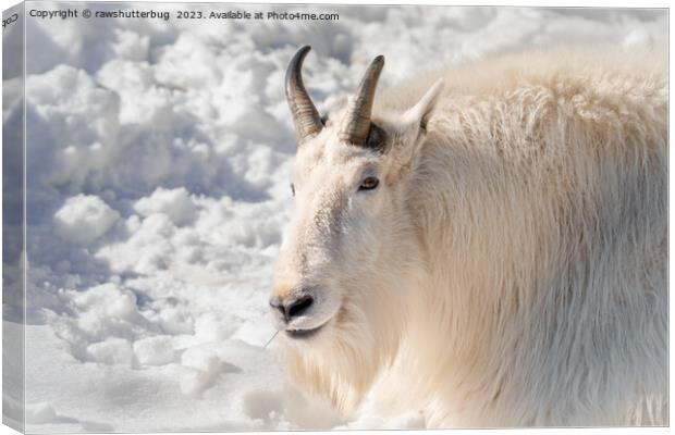 Mountain Goat In The Snow Canvas Print by rawshutterbug 