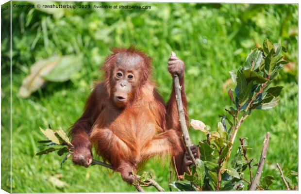 Endangered Orangutan: A Precious Climb Canvas Print by rawshutterbug 