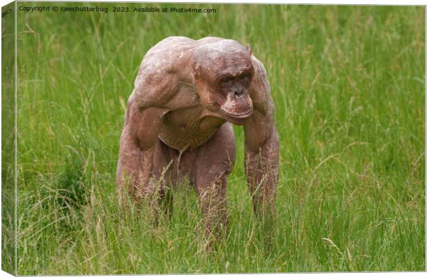 Hairless Chimpanzee On The Move Canvas Print by rawshutterbug 