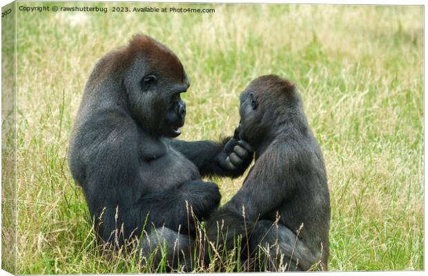 Gorilla Brother's Forever Canvas Print by rawshutterbug 