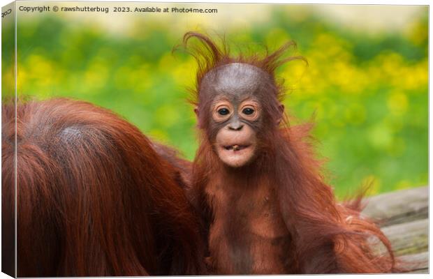 Quirky Charm of an Orangutan Baby Canvas Print by rawshutterbug 
