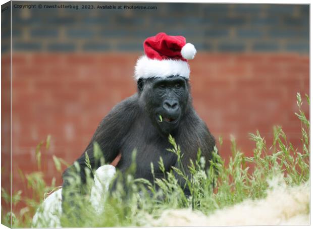 Gorilla Shufai At Christmas Canvas Print by rawshutterbug 