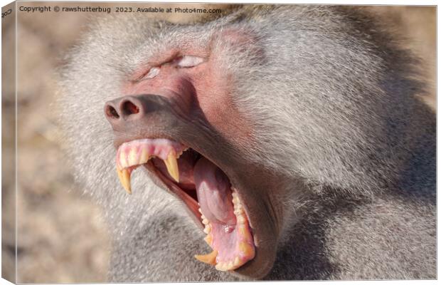 Power Unleashed - Male Baboon's Impressive Teeth Canvas Print by rawshutterbug 