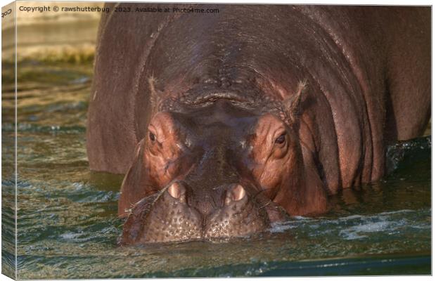 A Close Encounter with a Hippopotamus Canvas Print by rawshutterbug 
