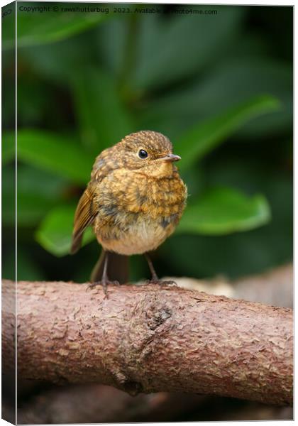 A Close-up of a Charming Baby Robin Canvas Print by rawshutterbug 