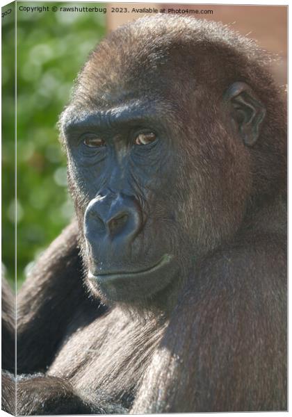 Gorilla Shufai from Twycross Zoo Canvas Print by rawshutterbug 
