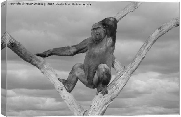 Gorilla Posing On A Tree Canvas Print by rawshutterbug 