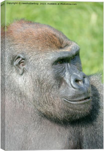 Gorilla Lope Profile Canvas Print by rawshutterbug 