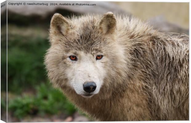 White Wolf Canvas Print by rawshutterbug 