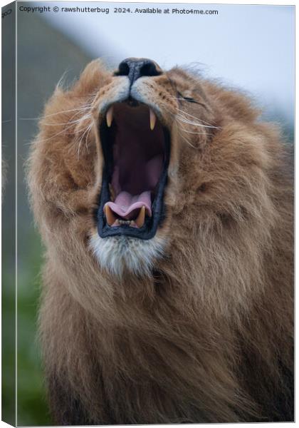 Yawning Lion A Close Encounter Canvas Print by rawshutterbug 