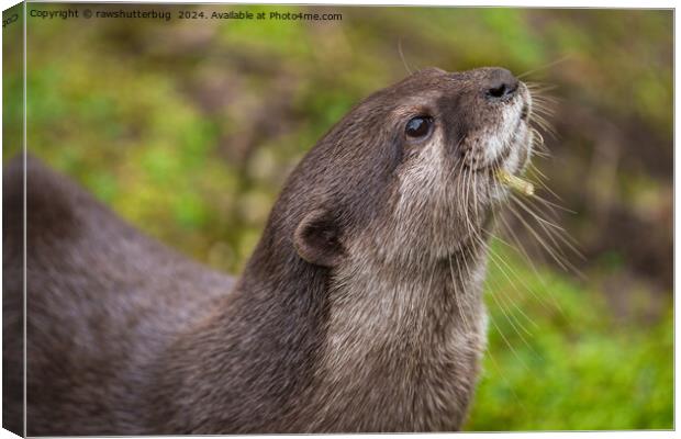 Endearing Otter Finds Stick Canvas Print by rawshutterbug 