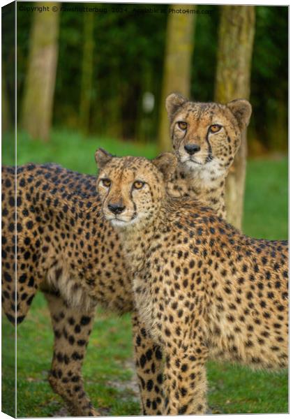 Cheetah Duo Canvas Print by rawshutterbug 