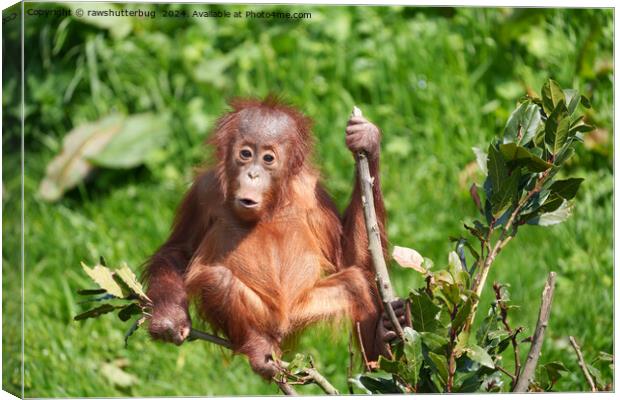 Orangutan Baby's Hoots Canvas Print by rawshutterbug 