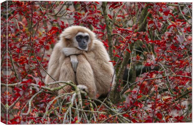 Gibbon's Solitude Canvas Print by rawshutterbug 