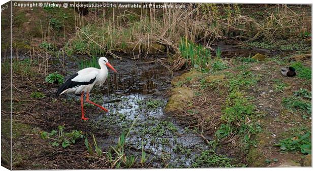 White Stork Canvas Print by rawshutterbug 