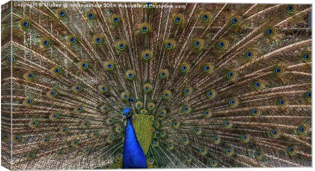Peacock Canvas Print by rawshutterbug 