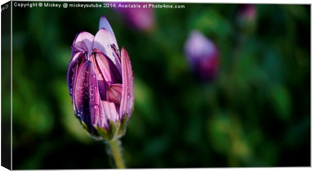 Closing Up Tight Canvas Print by rawshutterbug 