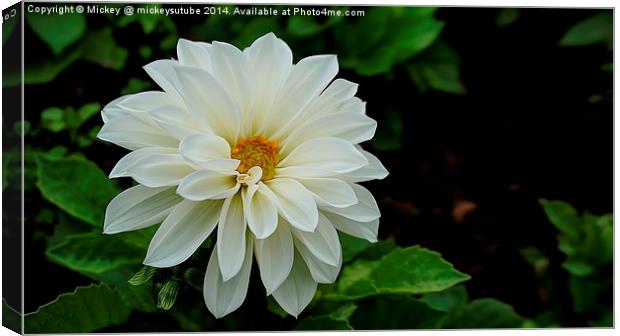 White Dahlia Canvas Print by rawshutterbug 