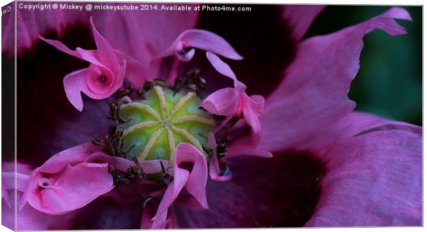 Pink Frilly Poppy Canvas Print by rawshutterbug 