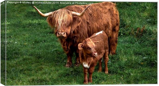 Highland Cow And Calf Canvas Print by rawshutterbug 