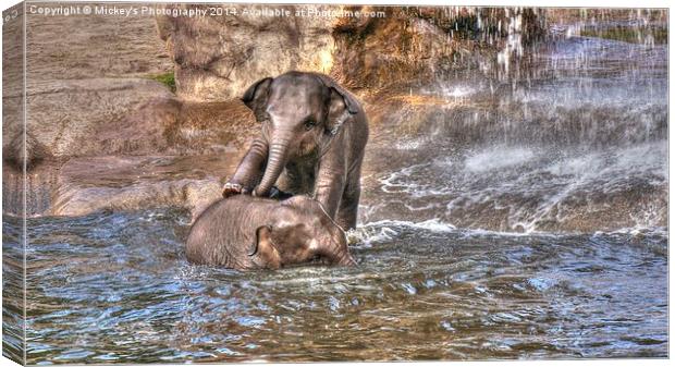 Playing Baby Elephants  Canvas Print by rawshutterbug 