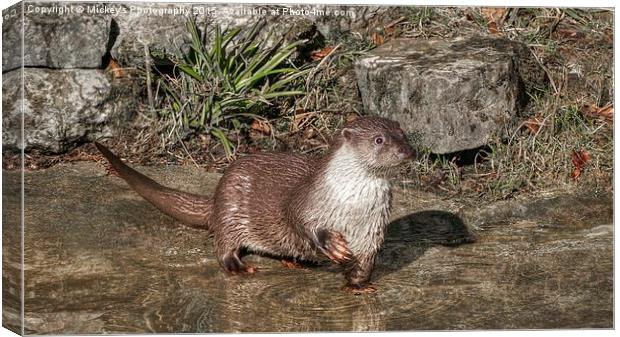 Oriental Small Clawed Otter Canvas Print by rawshutterbug 