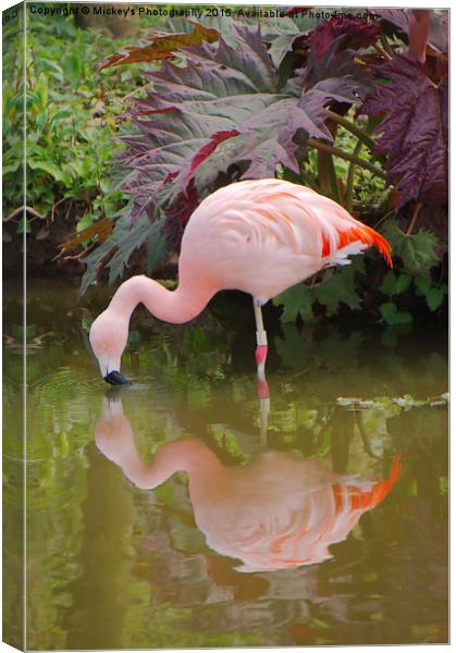 Flamingo Reflection Canvas Print by rawshutterbug 