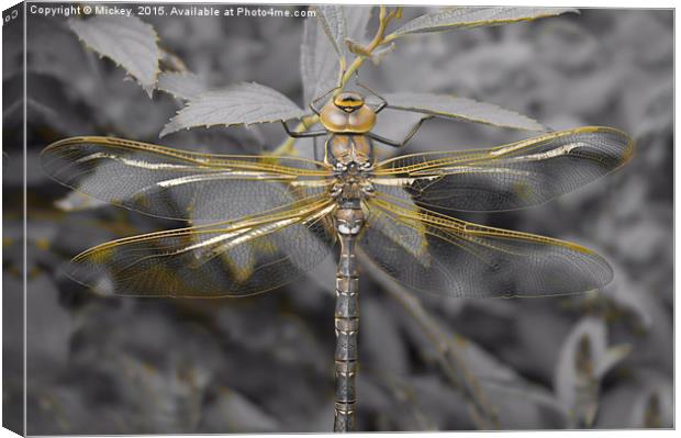 Golden Dragonfly Canvas Print by rawshutterbug 