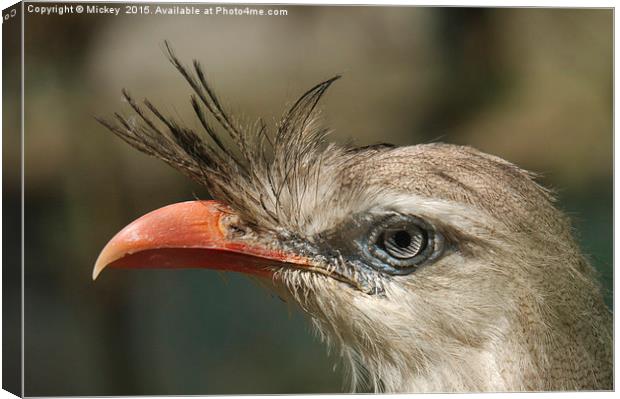 Red Legged Seriema Canvas Print by rawshutterbug 