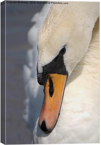 The Mute Swan Canvas Print by rawshutterbug 