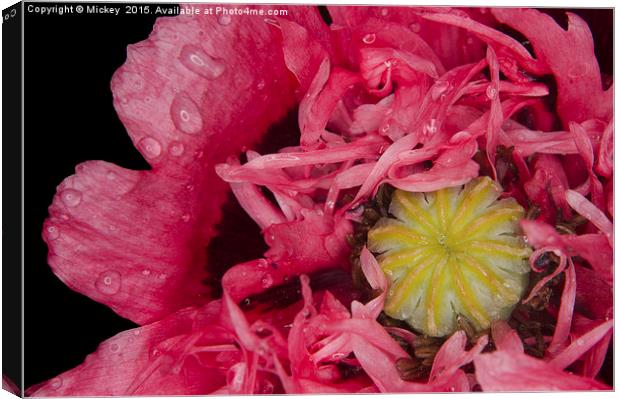 Frilly Poppy In The Rain Canvas Print by rawshutterbug 